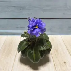 セントポーリア 宮島ブルー 初開花株 キメラ 希少品種 - メルカリ