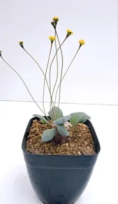 bebe様 リクエスト 2点 まとめ商品