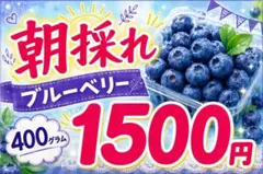 農薬・肥料不使用】山口県産 冷凍ブルーベリー 500g ハイブッシュ系