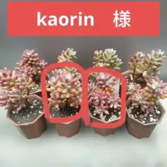 kaorin　様専用ページ