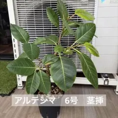 観葉植物 フィカス アルテシーマ アルテシマ 螺旋仕立て 曲がり 5号鉢