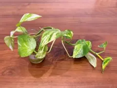 잡색과 뿌리를 가진 골든 포토스 (약 30cm)