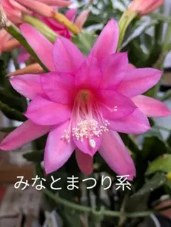 2025年最新】孔雀サボテンの人気アイテム - メルカリ