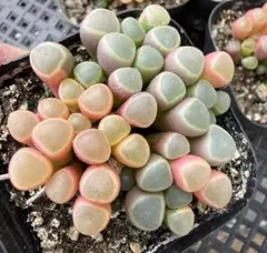 新入荷　五十鈴玉錦　多肉植物　I株　撮影7月7日　根付き発送　鉢なしのサムネイル