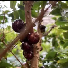 2026年最新】ジャボチカバの人気アイテム - メルカリ