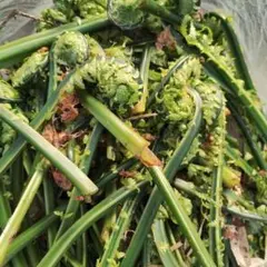 みーちゃん様専用