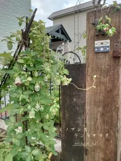 コドノプシス ”ランケオラタ”ポット苗発送 宿根草 テンテン様専用速達発送