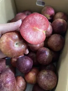 貴陽 スモモ プラム 5キロ箱につめられるだけ 訳あり クールつき