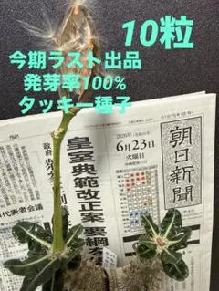 s*p様 6/23 採種 パキポディウム タッキー種子　i1 10粒 2026年最新】パキポディウム タッキーの人気アイテム - メルカリ