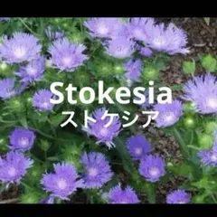 ☘️ストケシア ルリギク 苗 Stokesia ぬき苗　❺株+a ￼(おまけ付き)のサムネイル