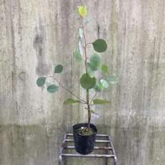 ユーカリポポラス フレッシュ 80サイズ - メルカリ