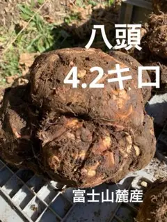 2025年最新】里芋 種芋の人気アイテム - メルカリ