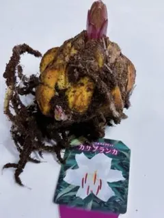 カサブランカ　球根　特大　白百合　第4種郵便