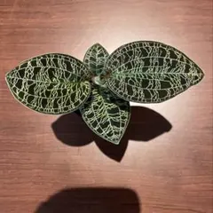 ジュエルオーキッド　マコデスペトラのサムネイル