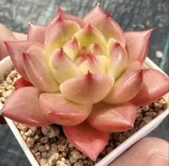 キャラリアン 抜き苗 エケベリア 多肉植物 - メルカリ