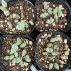 1ポット485円　碧魚連　9cmポット 1ポット485円 碧魚連 9cmポット - メルカリ