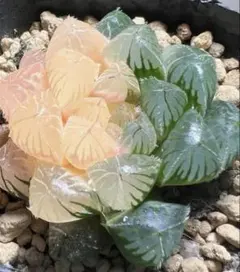 多肉植物 ハオルチア 赤太陽錦 鮮明錦 極上斑 超美品 - メルカリ