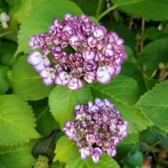 紫陽花苗　八重てまり咲き　紫陽花 　1苗 34-2 紫陽花苗 八重てまり咲き 紫陽花 1苗 34-1 - メルカリ