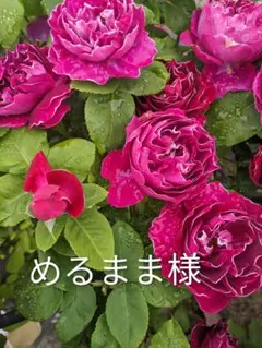 花苗 バラ 入手困難な海外品種 B❤️urb⭕️n street - メルカリ