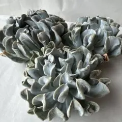 多肉植物^o^  トップシーダビー　超大苗！ 多肉植物 トップシータービー : 花とグリーンギフト三本松フラワー
