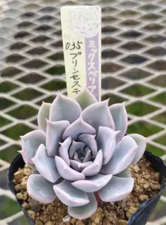 ちぃまま様 リクエスト 2点 まとめ商品