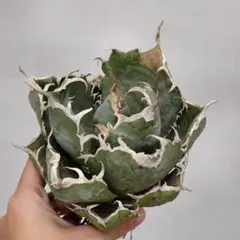 2026年最新】アガベ 魔丸の人気アイテム - メルカリ