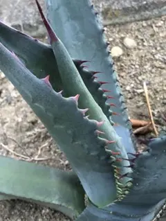 2025年最新】フェロックス シャークスキンの人気アイテム - メルカリ