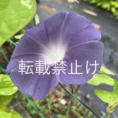 轟／変化朝顔／種５粒／あさがおのサムネイル