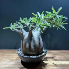 塊根植物 パキポディウム 鉢植え 植物だけでだいたい22センチあります