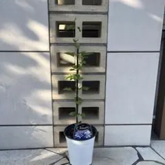 秋の空様専用 クレマチス　ベルオブウォーキング