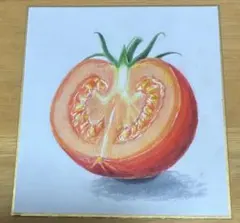 トマト　色鉛筆画