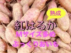 Mサイズ多め紅はるか5kgぷっくりさつまいも