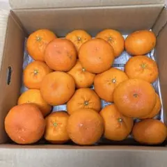 露地不知火20kg(家庭用)mama✩#5 露地不知火20kg(家庭用)mama✩様専用 - メルカリ