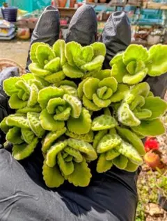 多肉植物　アロマティカス　カット苗