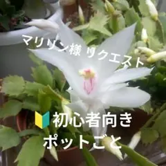 マリリン様 リクエスト 2点 まとめ商品