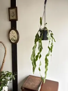 hani（引っ越し中）様 リクエスト 2点 まとめ商品