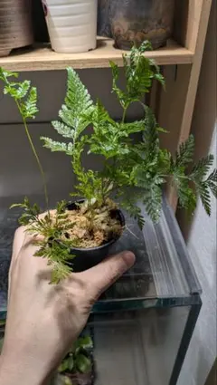 maqurie様 リクエスト 3点 まとめ商品