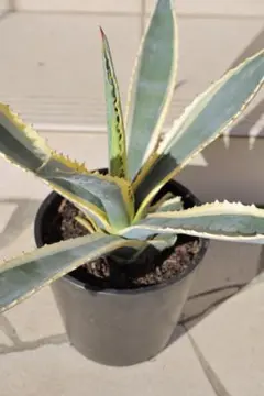 2026年最新】アガベ アメリカーナ 黄の人気アイテム - メルカリ