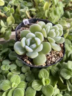 2025年最新】おらいさん苗の人気アイテム - メルカリ