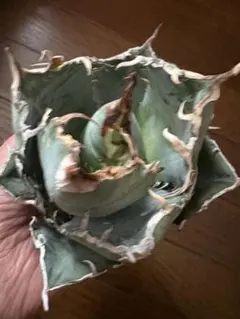 2025年最新】皇冠 アガベの人気アイテム - メルカリ