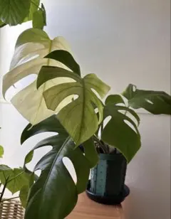トップカット◆希少モンステラ　セブブルーミント 26センチ モンステラボルシギアナセブブルーミント( Monstera Borsigiana