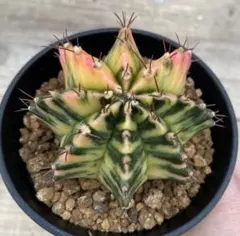 でじゃぶぅ様 リクエスト 2点 まとめ商品