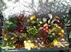 多肉植物　カット苗20種以上　１セット