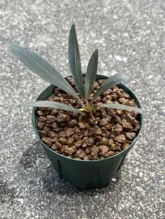 Bucephalandra sp.Sayan3 Melawi 【TB】 - メルカリ