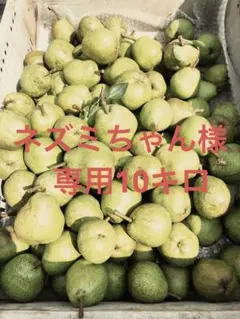 ④ ネズミちゃん様専用10キロ摘果ラフランス