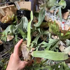 P. willinckii 'Leonids' OC - メルカリ