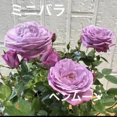 2026年最新】ベンムーンの人気アイテム - メルカリ