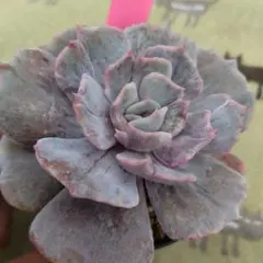 2025年最新】リラシナ錦の人気アイテム - メルカリ