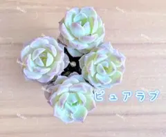 【レア品種】☆ピュアラブ☆多肉植物4苗セット 土・根付きのサムネイル