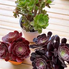 多肉植物。 アエオニウム法師錦5種抜き苗 - メルカリ